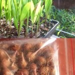 View photo 2 of Açaí Palm Seeds