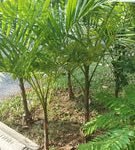 View photo 3 of Açaí Palm Seeds