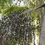 View photo 1 of Açaí Palm Seeds