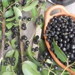 View photo 6 of Açaí Palm Seeds