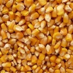 View photo 2 of Yellow Corn Animal Feed  (Maize)​​