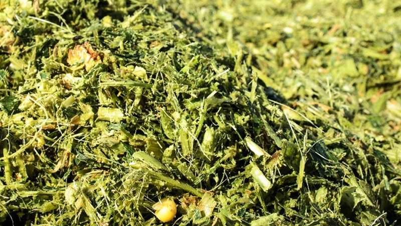 Corn Silage Forage - Image 2