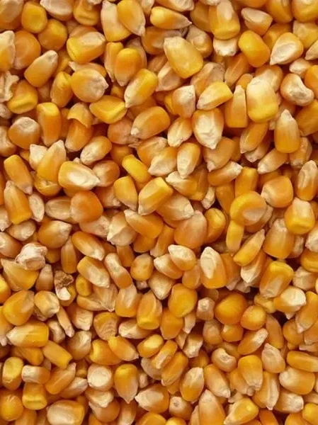 Yellow Corn Animal Feed  (Maize)​​