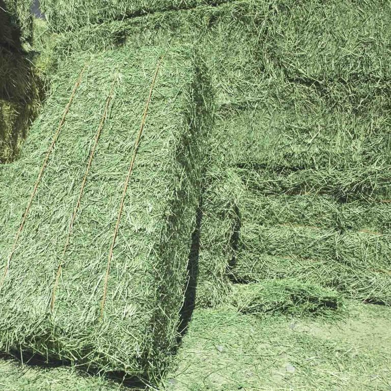 Premium Alfalfa Hay