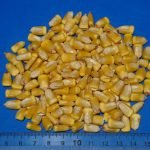 View photo 3 of Yellow Corn Animal Feed  (Maize)​​