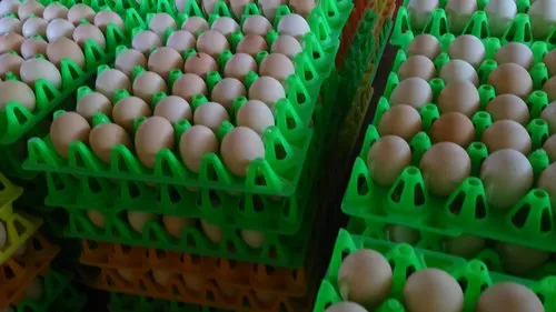 Broiler Hatching Eggs Cobb 500 And Ross 308 And Chicken Table Eggs - Image 2
