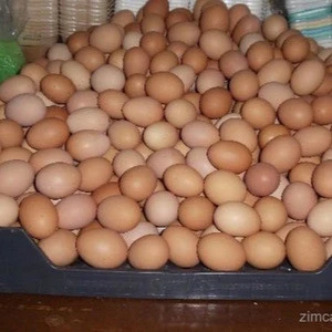 Broiler Hatching Eggs Cobb 500 And Ross 308 And Chicken Table Eggs - Image 3