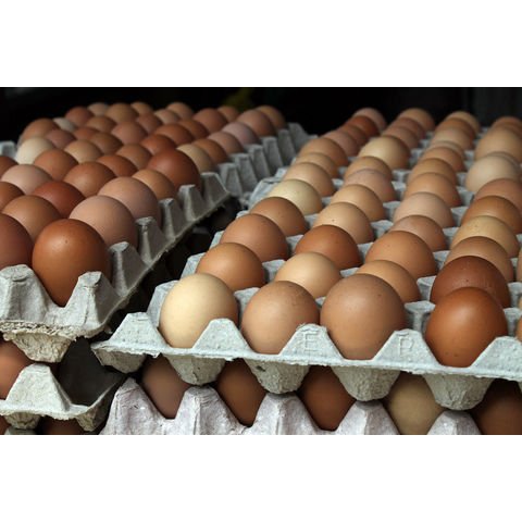 Broiler Hatching Eggs Cobb 500 And Ross 308 And Chicken Table Eggs - Image 4