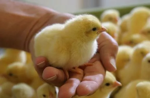 Broiler Hatching Eggs Cobb 500 And Ross 308 And Chicken Table Eggs - Image 5