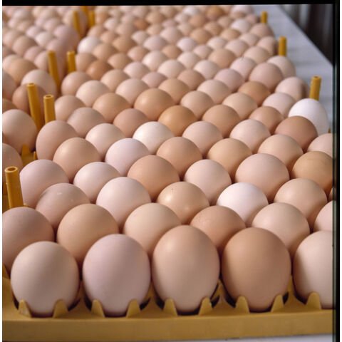 Broiler Hatching Eggs Cobb 500 And Ross 308 And Chicken Table Eggs - Image 6