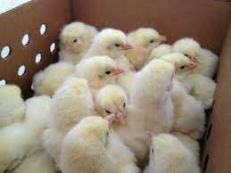 Broiler Hatching Eggs Cobb 500 And Ross 308 And Chicken Table Eggs - Image 8