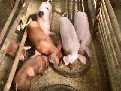 small pigs eating.