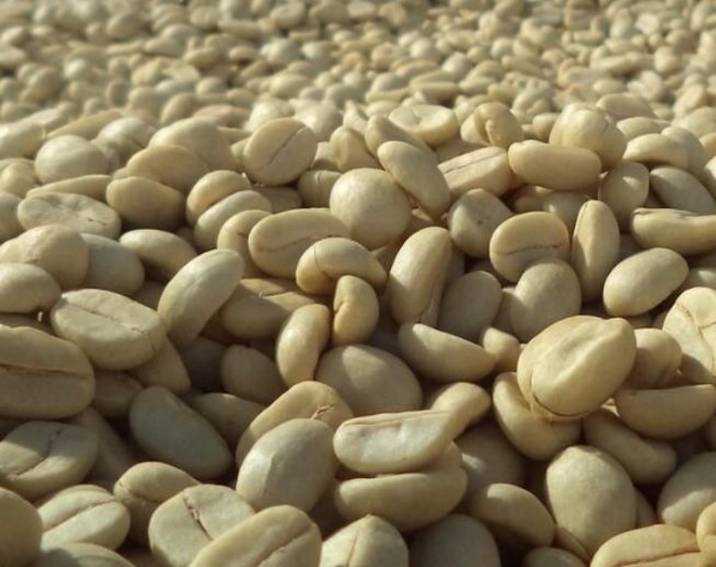 ROBUSTA and ARABICA COFFEE BEANS - Image 2