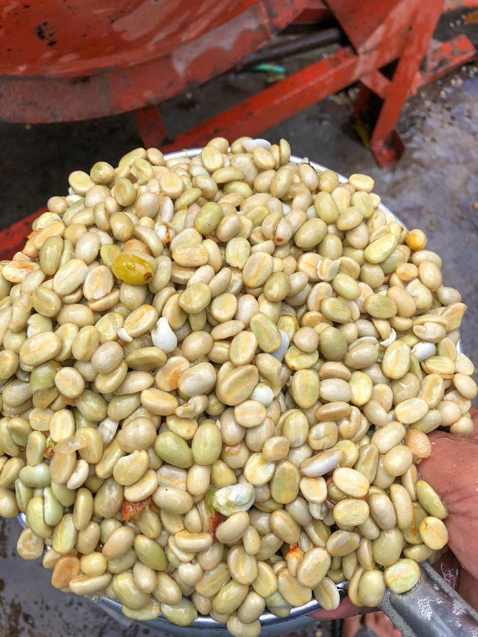 ROBUSTA and ARABICA COFFEE BEANS - Image 11