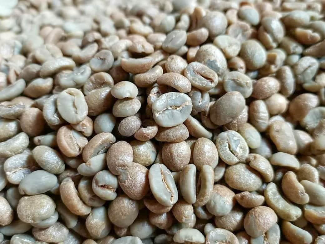 ROBUSTA and ARABICA COFFEE BEANS - Image 12