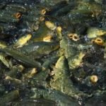 View photo 3 of Feeds for fish farms