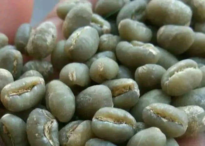ROBUSTA and ARABICA COFFEE BEANS - Image 3