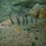 View photo 4 of Feeds for fish farms