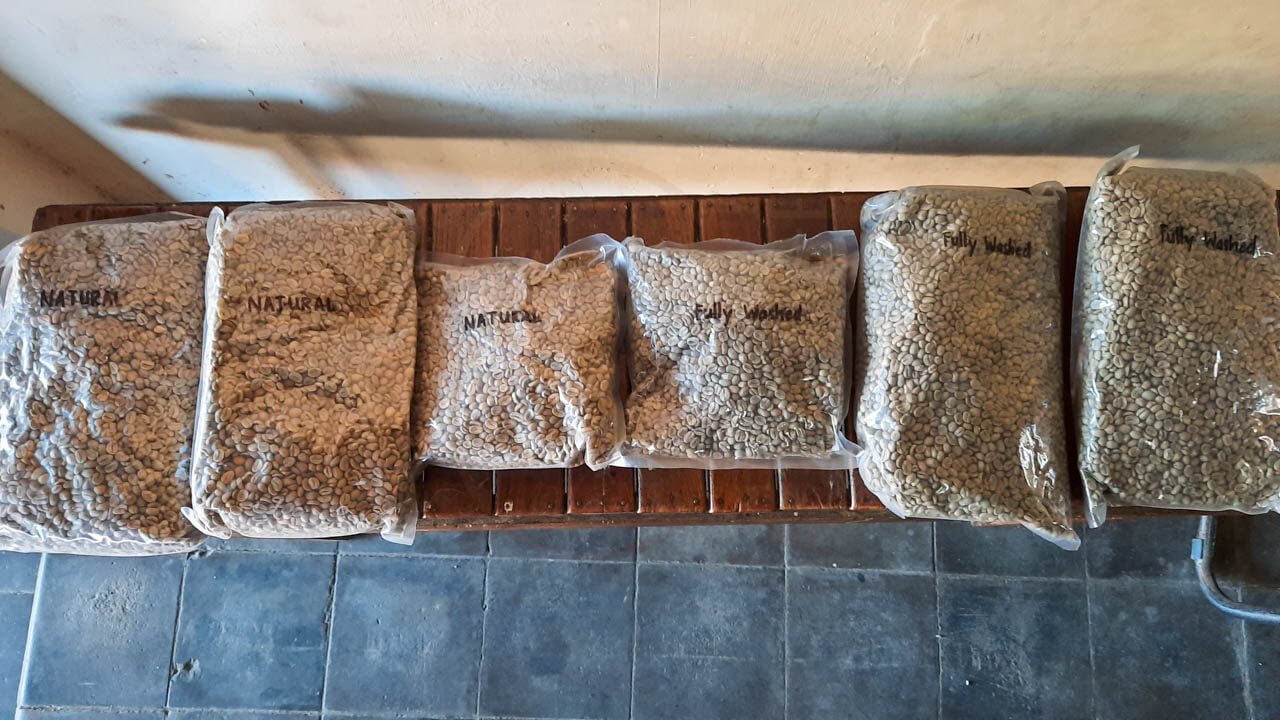 ROBUSTA and ARABICA COFFEE BEANS - Image 8