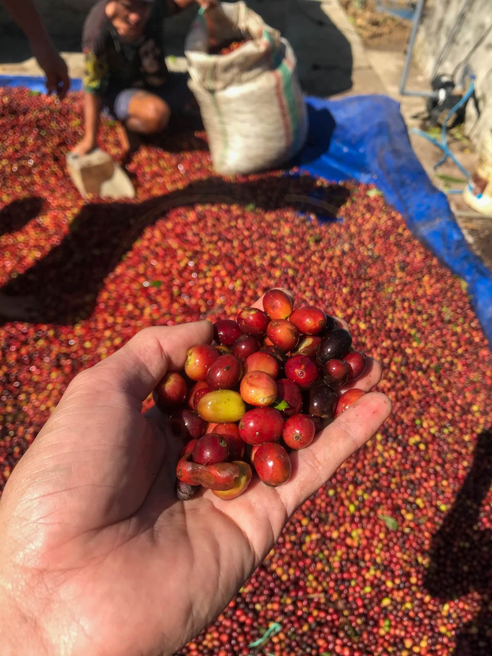 ROBUSTA and ARABICA COFFEE BEANS - Image 9