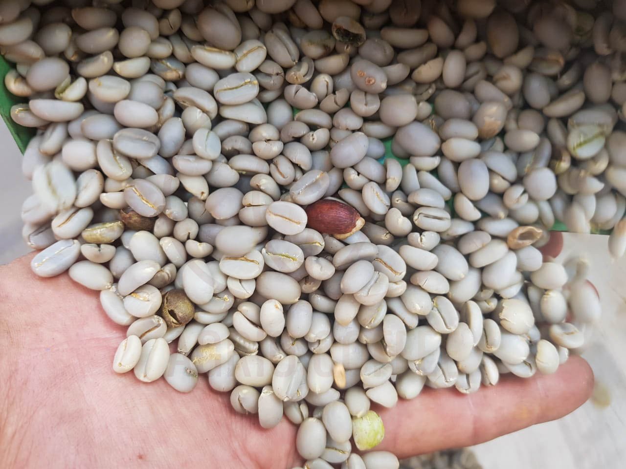 ROBUSTA and ARABICA COFFEE BEANS - Image 10
