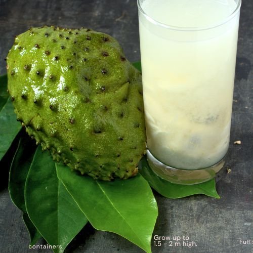 Fresh Organic Soursop (Guanabana / Graviola) - Image 2