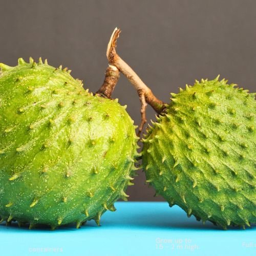 Fresh Organic Soursop (Guanabana / Graviola)