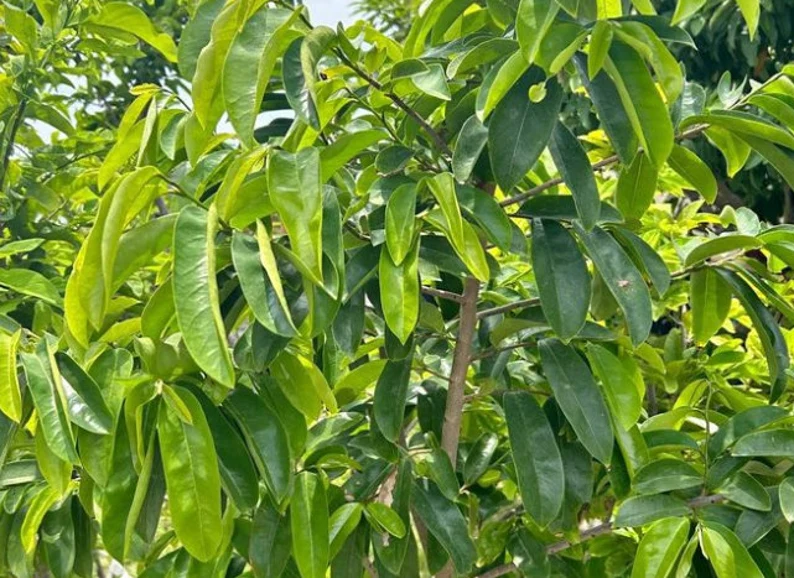Fresh Organic Soursop (Guanabana / Graviola) - Image 5