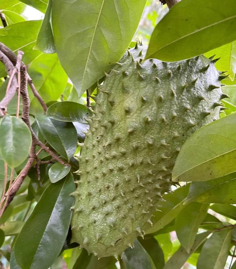 Fresh Organic Soursop (Guanabana / Graviola) - Image 6