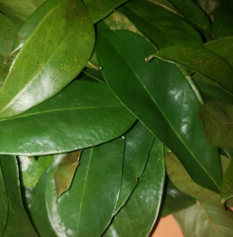 Fresh Organic Soursop (Guanabana / Graviola) - Image 7