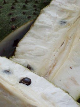 Fresh Organic Soursop (Guanabana / Graviola) - Image 8