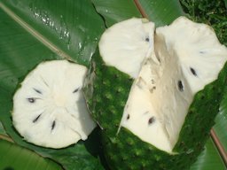 Fresh Organic Soursop (Guanabana / Graviola) - Image 9